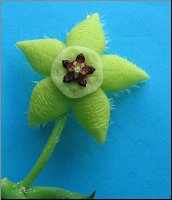 Orbea semota semota 